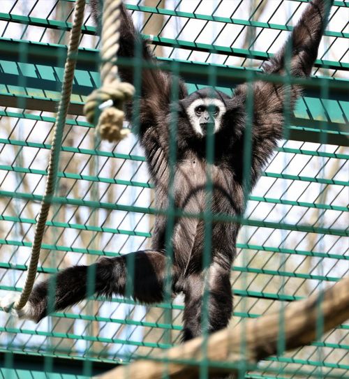 Gibbon Mufti sehnt sich nach Besuchern, denen er seine Kletterkünste zeigen kann.