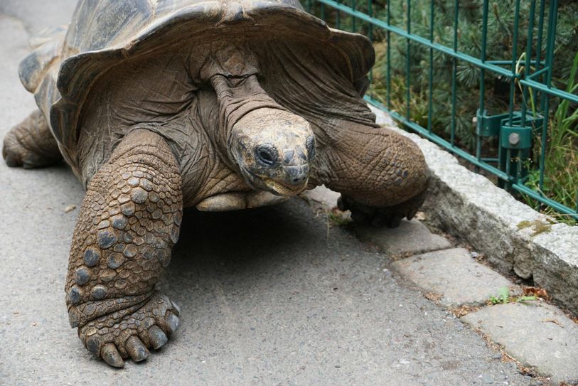 Hugo II (Foto: Zoo Dresden)