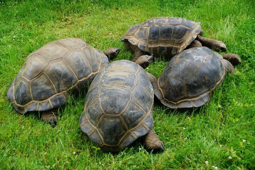 Alle vier Hugos sind zurück auf der Außenanlage (Foto: Zoo Dresden)