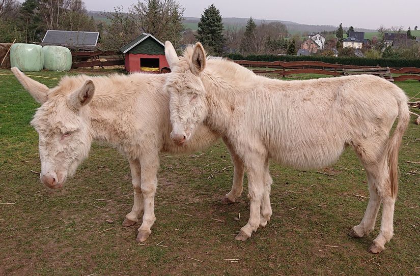 Die Barockesel Jonka und Kasandra sind die Publikumslieblinge.