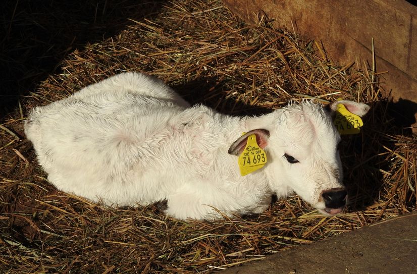 Zwergzebu-Bulle Kasimir ist der jüngste Tiergartenbewohner.