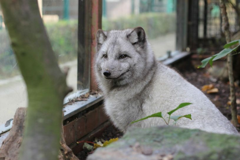 Der neue Polarfuchs im Heimattiergarten Riesa freut sich auf die ersten Besucher. Foto: FVG