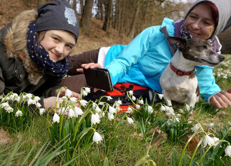 Chiara (12) und ihre Mutter Katrin (38) aus Sohland haben am Weg ins Polenztal nahe der Pension und Restaurant Bockmühle in Cunnersdorf die zauberhaften Frühjahrsblüher entdeckt. Foto: D. Förster