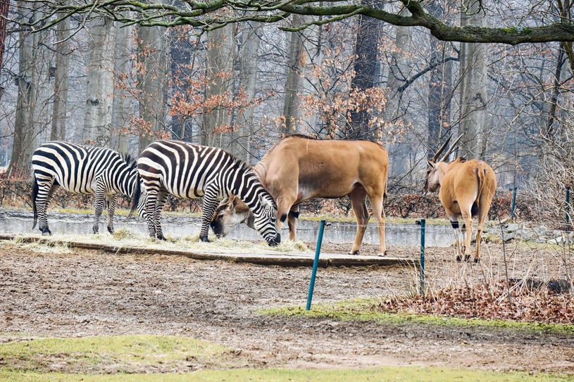 Der Tierpark Cottbus ist zu jeder Jahreszeit ein beliebtes Ausflugsziel. Foto: Dany Dawid