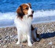 Kooikerhondje jeden Alters können am 1. Juni bestaunt werden.