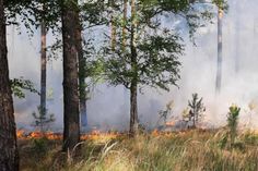 In der Lieberoser Heide brennt es weiter.