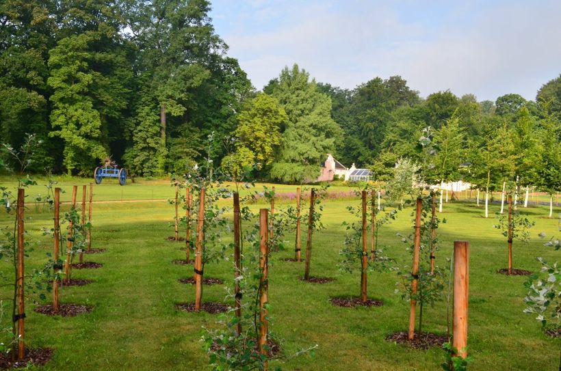 Wurzelschösslinge der Grau-Pappel wurden bereits erfolgreich in der „Branitzer Baumuniversität“ in der Nähe der historischen Schlossgärtnerei aufgezogen, im Hintergrund Pücklers geniale Baum-Maschine. Foto: SFPM/Weber