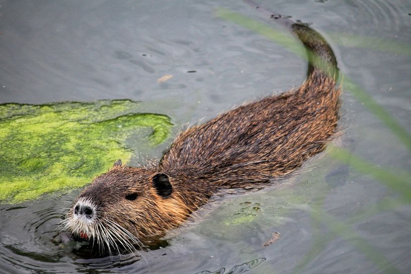 Aufgrund der raschen Vermehrung der Nutria kommt es immer wieder zu Überbevölkerung, in Teilen Deutschlands sogar zu Plagen. Daher sind sie in vielen Bundesländern, darunter auch Brandenburg, als jagdbare Art eingestuft. Foto: pixabay / hansbenn