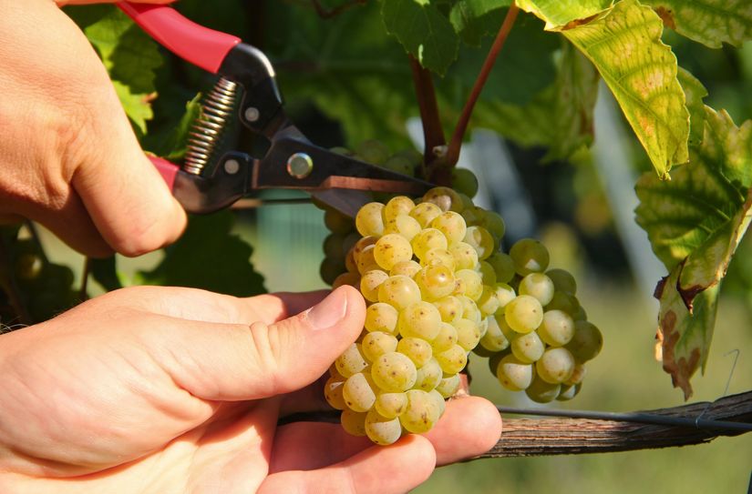 Die ersten Goldriesling-Trauben des neuen Jahrgangs im Weinberg Paradies in Radebeul werden gelesen.