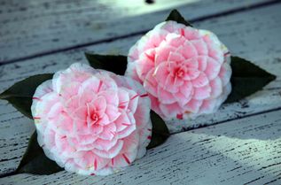 Camellia japonica "Lavinia Maggi" ist die schönste Kamelienblüte Deutschlands im Jahr 2025.