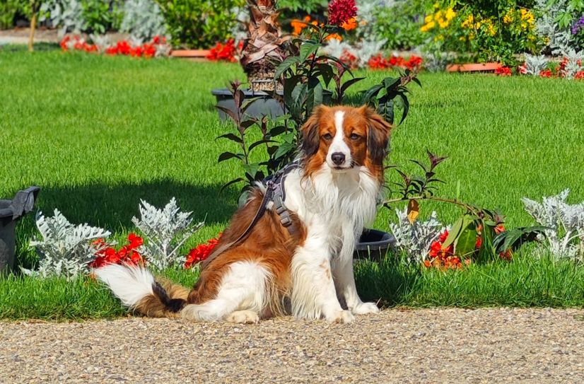 Die lebhaften, intelligenten und sensiblen Kooikerhondje werden rund 40 Zentimeter groß und wiegen neun bis 14 Kilogramm.