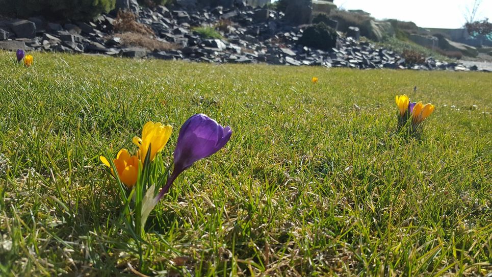 Der Findlingspark startete am 15. März in die neue Saison. Die Öffnung des Parks ist von den sich entwickelnden Corona-Zahlen abhängig. Aktuelle Informationen finden Sie auf der Internet- und Facebookseite des Findlingsparks.  Foto: A. Schwitalla