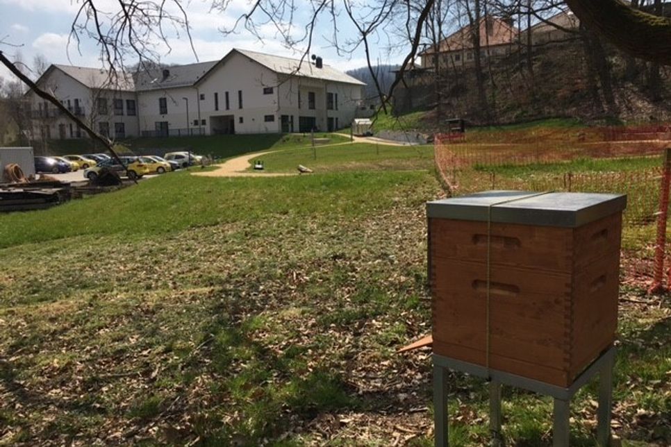 Die Mobile Haus-Krankenpflege Kröber hat jetzt an den Standorten in Zittau (2) und Hainewalde jeweils ein Bienenvolk im Garten. Foto: Claudia Hesse
