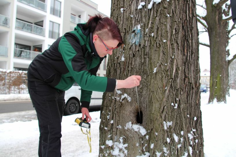 Sarah Aberle, Mitarbeiterin des Regiebetriebs Zentrale Technische Dienstleistungen, bei der Baumkontrolle.        Foto: Schramm
