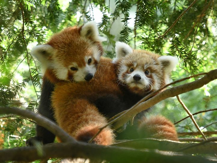 Pandadame Nima mit ihrem Jungtier Niischu in den Ästen des Görlitzer Tierparks. Foto: www.zoo-goerlitz.de, C. Hammer