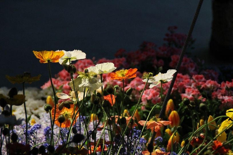 Impressionen Dresdner Frühling im Palais 2018. Fotos: Fördergesellschaft Gartenbau Sachsen mbH