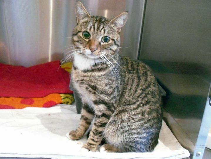 Kater Louis wartet auf ein neues Zuhause. Foto: C. Scheffler