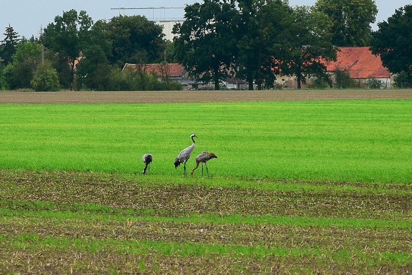 Eine Kranich-Familie in der Nähe von Wanninchen. Foto: Susanne Schmitt