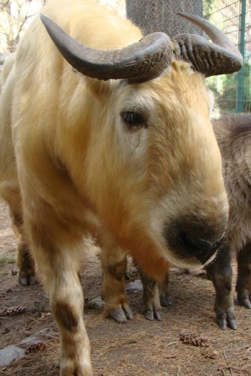 Goldtakin Shen