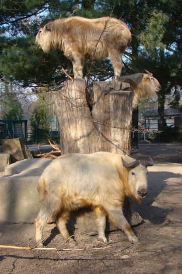 Goldtakine-Gruppe im Zoo Dresden