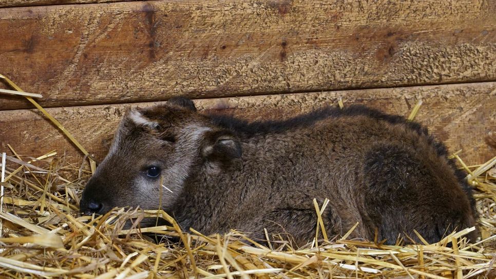 Goldtakine-Nachwuchs "Wang" – Drei Tage jung... (Fotos: PR/Zoo Dresden)