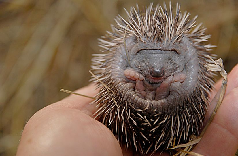 Junger Igel in der Wildtierauffangstation des Görlitzer Tierparks.