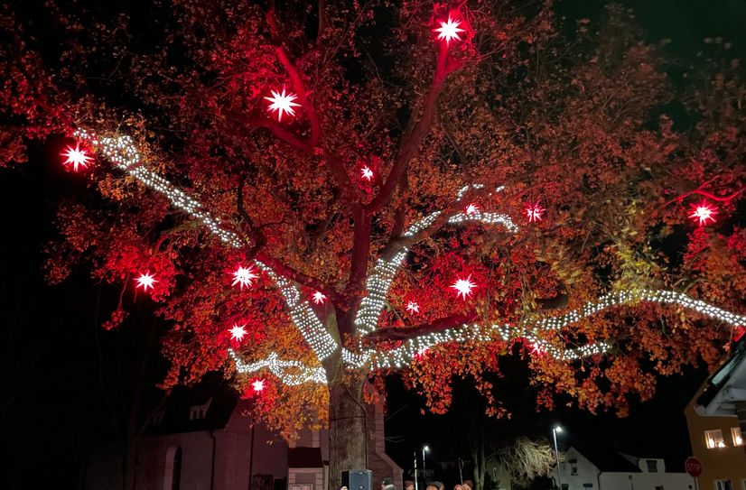 Leuchtet seit dem 25. November zum ersten Mal den Advent in Hohenbocka ein: die mit Lichterketten und Herrnhuter Sternen geschmückte Friedenseiche gegenüber der Kirche.