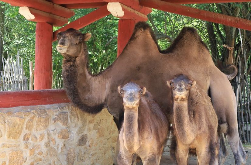 Neuzugänge im Görlitzer Tierpark: Kamelfohlen »Boukhra« und »Yaldur«