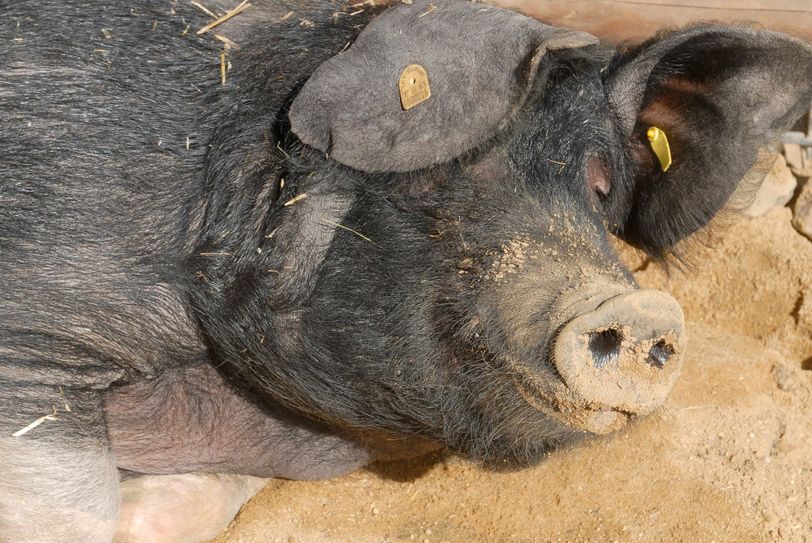 Solaika litt tagelang unter einer schweren Kastanienvergiftung, ist aber inzwischen über den Berg. Foto: www.zoo-goerlitz.de, C.Hammer