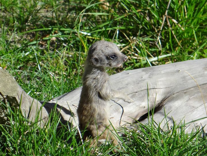 Erdmännchennachwuchs im Zoo Hoyerswerda. Foto: Zoo, Kultur und Bildung Hoyerswerda gGmbH