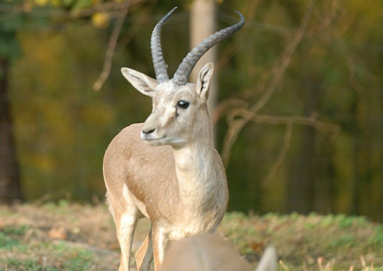 Der Name Viktor bedeutet „der Sieger“. Der Tierpark hofft, dass er seinem Namen alle Ehre machen und mit viel Nachwuchs seinen Beitrag zum Erhalt dieser charismatischen Huftierart leisten wird. Foto: www.zoo-goerlitz.de,C.Hammer