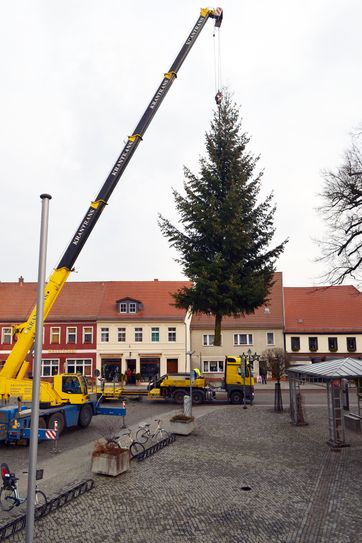 ...der Baum ist 12 Meter hoch. Foto: Mandy Kunze