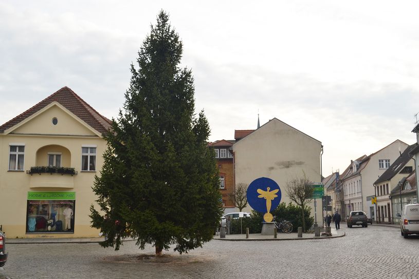 Der Baum ist acht Meter hoch und wird von Familie Barran bereitgestellt. Foto: Mandy Kunze