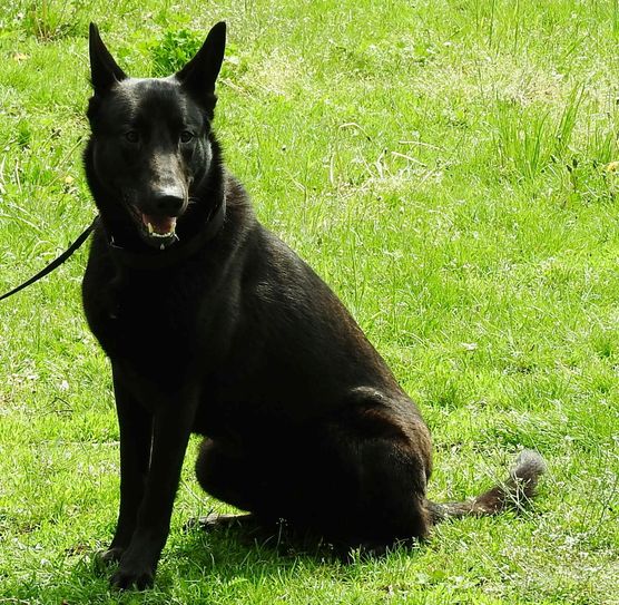 Buddy, ziemlich schwarz.