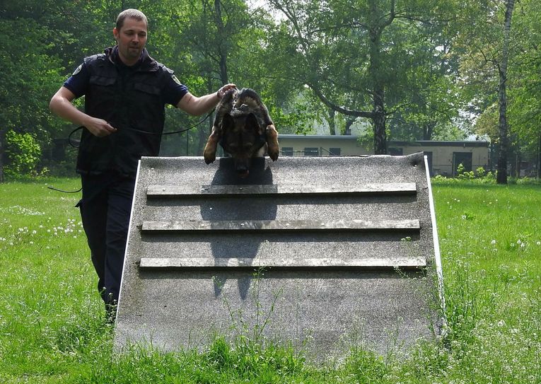 Hindernisse überwinden gehört zur Standardübung auf dem Hundetrainingsplatz Am Messering im Ostragehege.