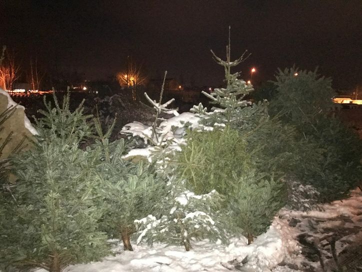 Die Weihnachtsbäume müssen vorher abgeschmückt werden. Foto: Schramm