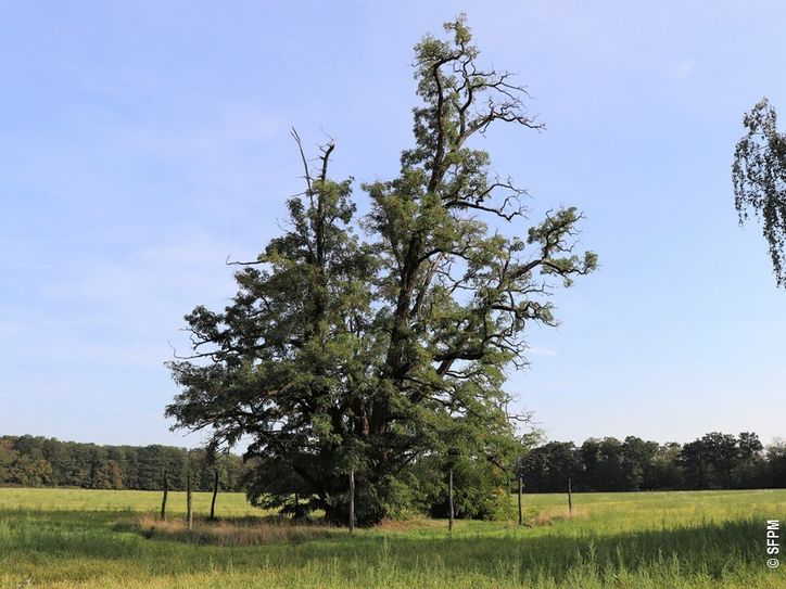 Deutschlands vermutlich älteste und vom Fürsten Pückler um 1850 gepflanzte Robinie im Branitzer Außenpark wurde jetzt als dickster und stärkster Baum des Jahres 2020 bei der 21. Spitzenbaumaktion der Schutzgemeinschaft Deutscher Wald geehrt. Foto: Pückler-Stiftung