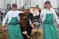 Die beiden Betreuer des Kuh Roulettes, Heinz-Peter Weigel (r.) und Uwe Hanneck, haben sichtlich Mühe, die Hauptakteurin zu bändigen.