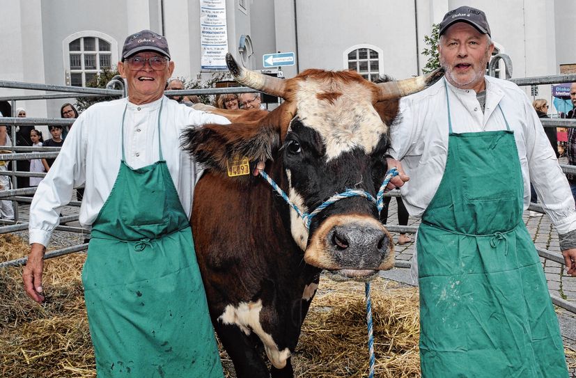 Die beiden Betreuer des Kuh Roulettes, Heinz-Peter Weigel (r.) und Uwe Hanneck, haben sichtlich Mühe, die Hauptakteurin zu bändigen.