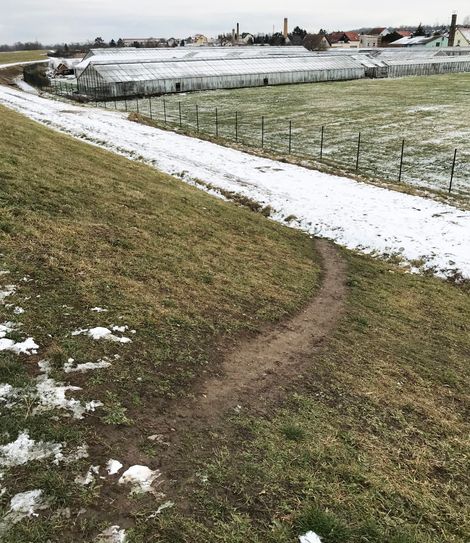 Am Deich in Gohlis ist die beschädigte Grasnarbe unterhalb der Deichscharte Windmühlenweg deutlich zu sehen.