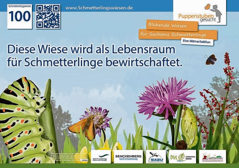 Das 100. Schmetterlingswiesenschild wurde nun in Jonsdorf auf der Wiese am Schmetterlingshaus aufgestellt. Foto: FF