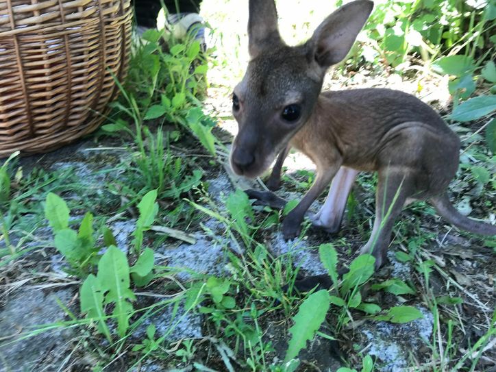 Das Waisenkind aus dem Meißner Tierpark frisst mittlerweile seine ersten Löwenzahnblätter. Foto: Schramm