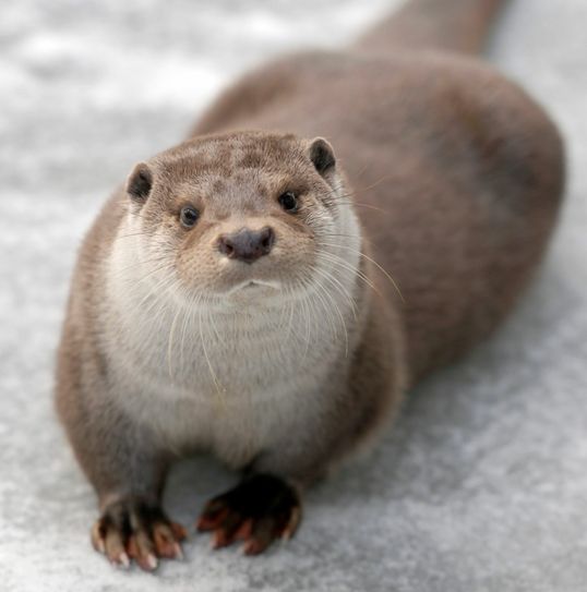 Otter Yourek ist nach viermonatiger Abwesenheit wieder im Tierpark. Foto: www.zoo-goerlitz.de, C. Hammer