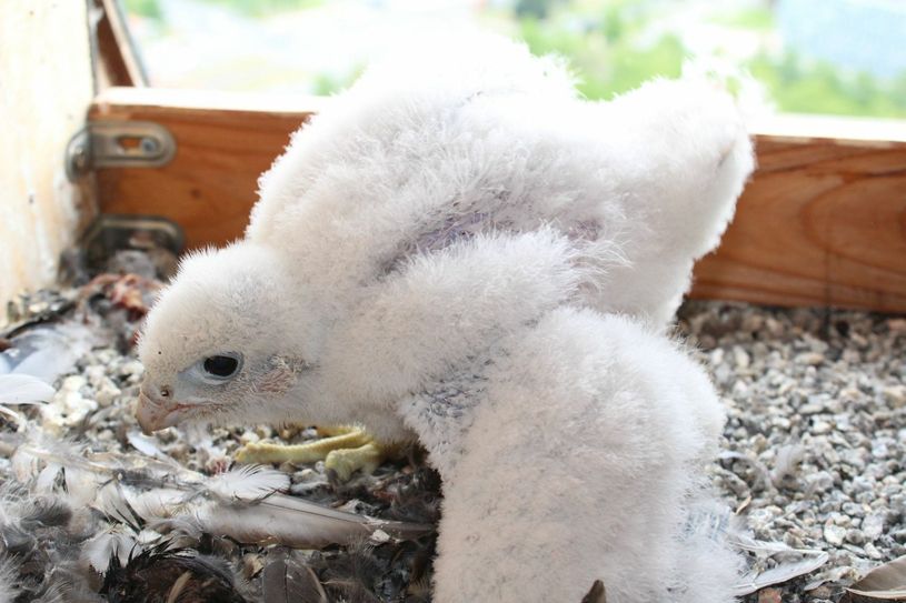 Zwei kleine Wanderfalken sind Anfang April geschlüpft