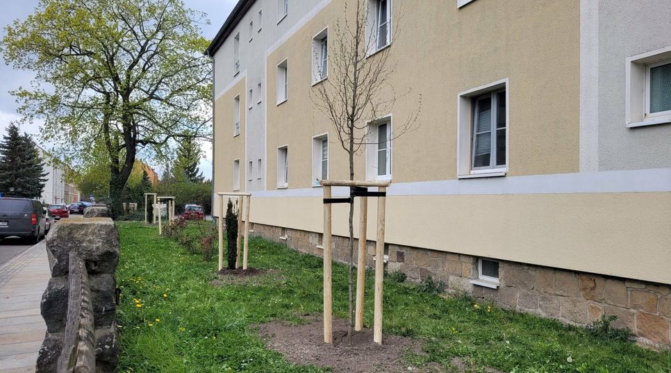 Erste Pflanzungen in der Klosterstraße.