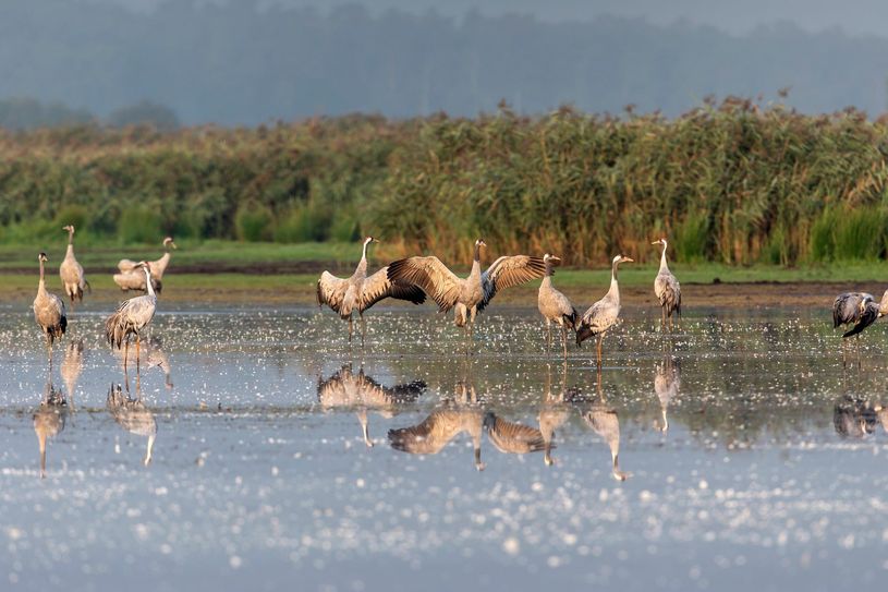 Kraniche am Borcheltsbusch in Wanninchen im August 2019. Foto: Ralf Donat