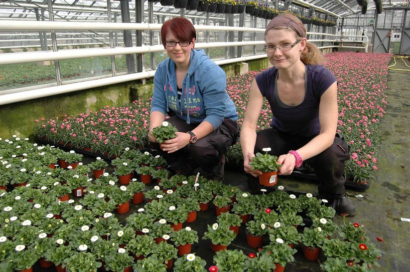 Verena Rößler (links) und Katja Wendisch ziehen im Gartenbaubetrieb Kühne in Omsewitz mehr als 1.000 Blumen für die Ausstellung im Palais des Großen Gartens heran. Foto: Pohl