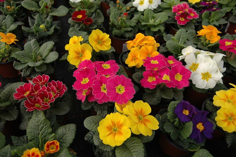 Auch im Detail kann eine einzelne Blume ihre Schönheit entfalten. Foto: Pohl