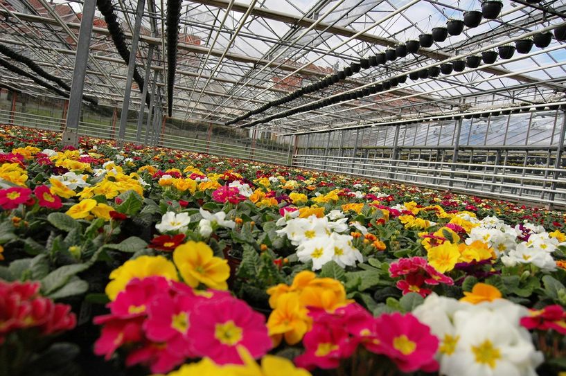 Primeln in allen möglichen Farben blühen im Gewächshaus auf. Foto: Pohl
