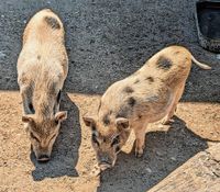 Strehla feiert am 2. Juli sein traditionelles Tiergartenfest.
